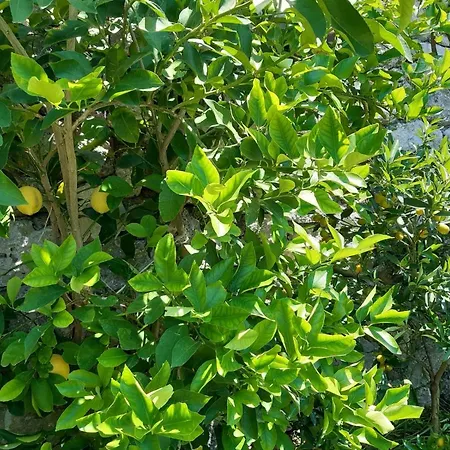 Farm stay Orrido Di Pino *